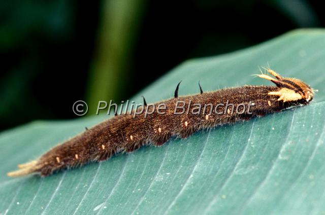caligo eurilochus chenille 2.JPG - Chenille de Caligo eurilochusPapillon chouetteOwl butterflyLepidoptera, NymphalidaeSerre à papillons, France